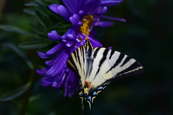 Pillangó Gyönyörű Virág Kertben Nyáron Napsütéses Nap — Stock Fotó