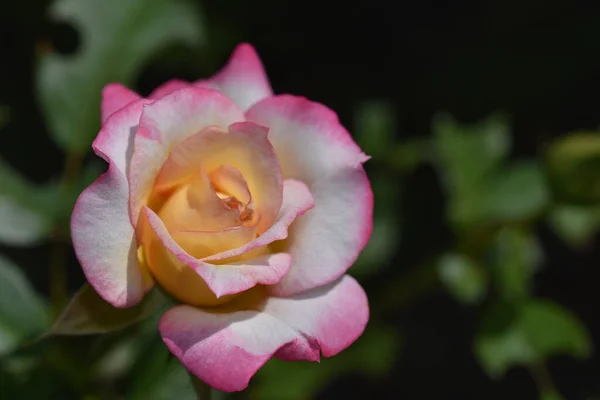 Belles Fleurs Poussant Dans Jardin Journée Ensoleillée Été — Photo