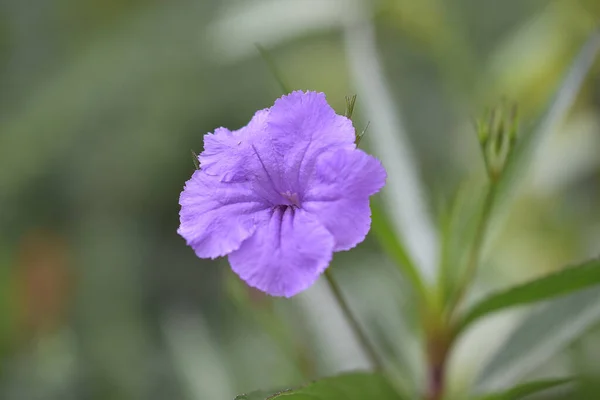 Schöne Blumen Wachsen Garten Sonnigen Sommertag — Stockfoto