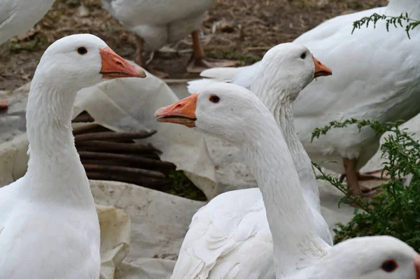 Beautiful Geese Grazing Outdoor Summer Day — Stock Photo, Image