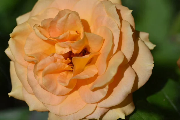 Hermosas Flores Que Crecen Jardín Verano Día Soleado —  Fotos de Stock