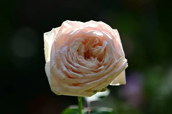 Beautiful Flowers Growing Garden Summer Sunny Day — Stock Photo, Image