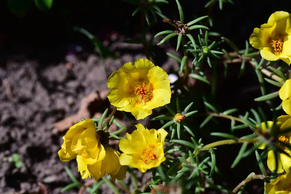 Bellissimi Fiori Che Crescono Giardino Nella Giornata Sole — Foto Stock