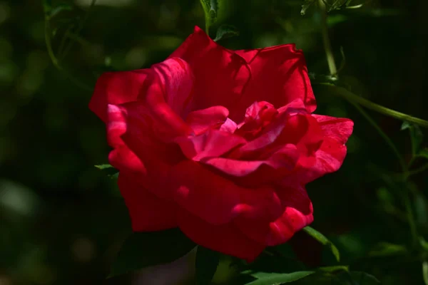 Όμορφο Τριαντάφυλλο Λουλούδι Αυξάνεται Στον Κήπο Την Ηλιόλουστη Μέρα — Φωτογραφία Αρχείου