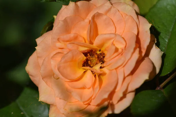 Hermosas Flores Que Crecen Jardín Verano Día Soleado —  Fotos de Stock