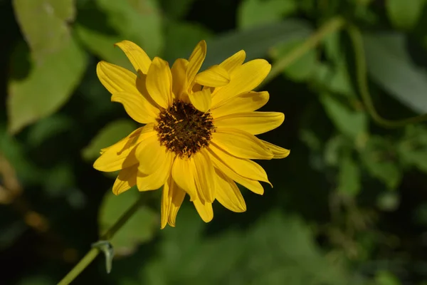 Vackra Blommor Xer Trã Dgã Rden Sommaren Solig Dag — Stockfoto