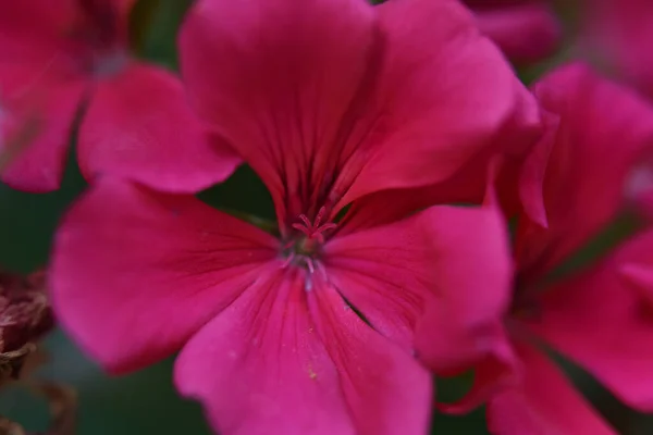 Flores Bonitas Fundo Escuro Conceito Verão Vista Próxima — Fotografia de Stock