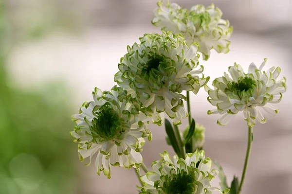 Belles Fleurs Poussant Dans Jardin Journée Ensoleillée Été — Photo