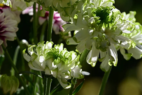 Hermosas Flores Que Crecen Jardín Verano Día Soleado —  Fotos de Stock