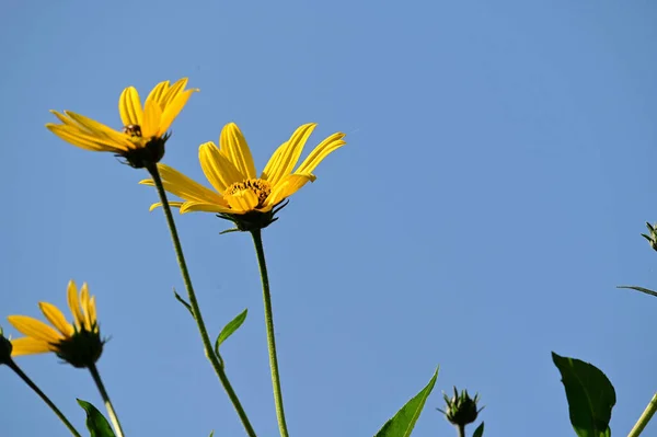 Belles Fleurs Poussant Dans Jardin Journée Ensoleillée Été — Photo