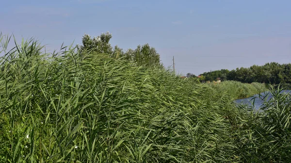 Schilderachtig Uitzicht Riet Groeien Tussen Wild Gras Buurt Van Rivier — Stockfoto