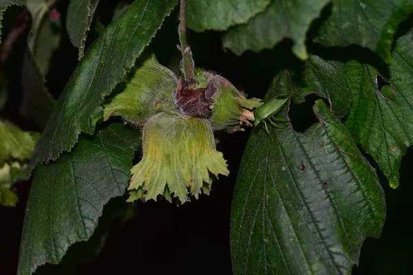 Tree Branches Green Leaves Hazelnuts Close View — Stock Photo, Image