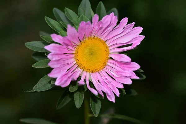 Bellissimi Fiori Che Crescono Giardino Estate Giornata Sole — Foto Stock