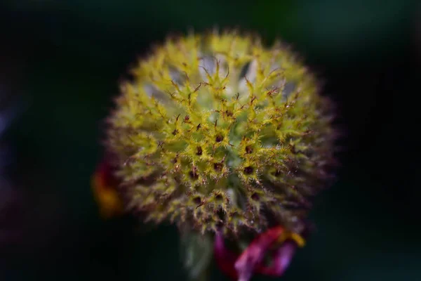 Belle Fleur Sur Fond Sombre Concept Printemps Vue Rapprochée — Photo