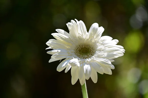 Beautiful Flowers Growing Garden Summer Sunny Day — Stock Photo, Image