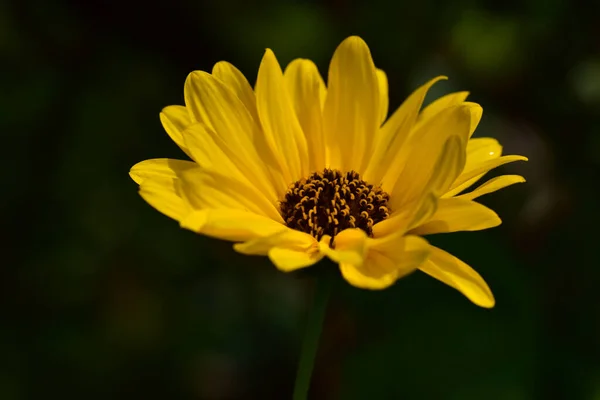 Belle Fleur Poussant Dans Jardin Journée Ensoleillée Été — Photo