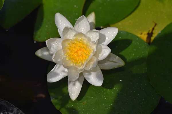 Belle Floraison Lotus Poussant Dans Étang Jour Été — Photo