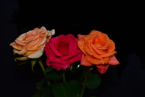 Hermosas Flores Sobre Fondo Oscuro Concepto Verano Vista Cercana — Foto de Stock