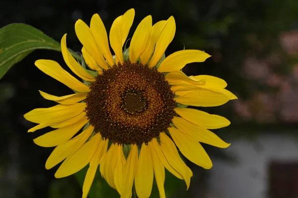 Beau Tournesol Poussant Dans Jardin Journée Ensoleillée Été — Photo