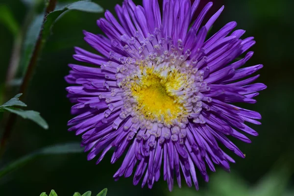 Beautiful Flowers Growing Garden Summer Sunny Day — Stock Photo, Image