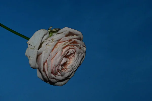 Schöne Rosenblume Auf Himmelshintergrund Sommerkonzept Nahsicht — Stockfoto