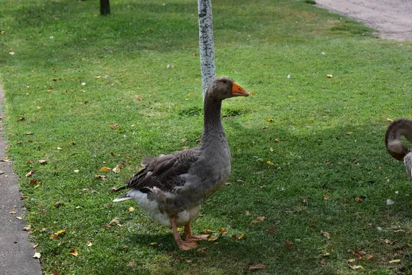 Hermosos Gansos Pastando Aire Libre Día Verano — Foto de Stock