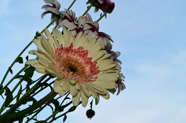 Hermosas Flores Fondo Del Cielo Concepto Verano Vista Cercana — Foto de Stock