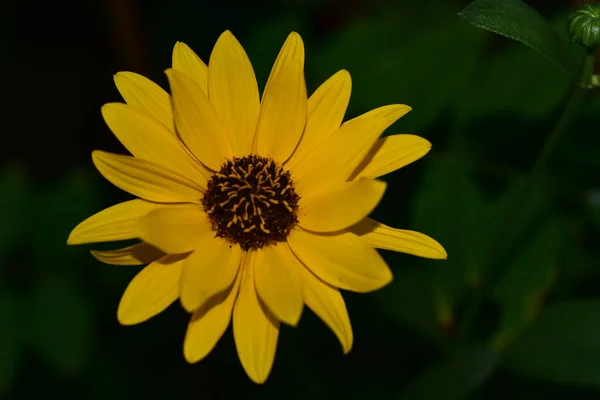 Schöne Blumen Wachsen Garten Sonnigen Sommertag — Stockfoto