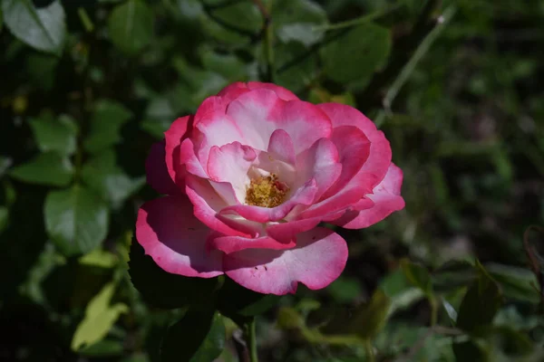 夏日阳光明媚的花园里 盛开着美丽的花朵 — 图库照片