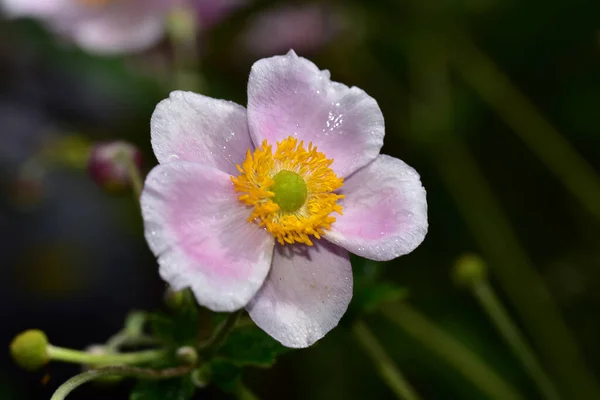 Vacker Blomma Växer Trädgården Sommaren Solig Dag — Stockfoto
