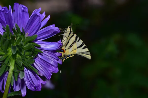 Butterfly Beautiful Flower Garden Summer Sunny Day — Stock Photo, Image