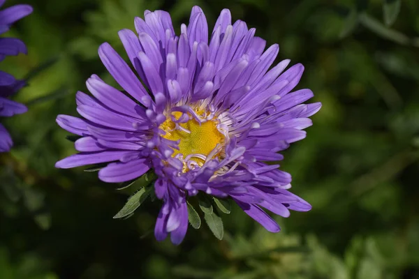 夏日阳光明媚的花园里 盛开着美丽的花朵 — 图库照片