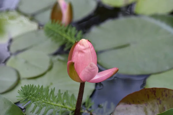 Beautiful Blooming Lotuses Growing Pond Summer Day — Stock Photo, Image