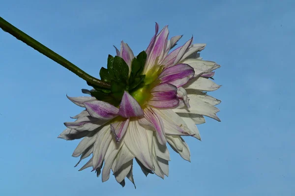 Belle Fleur Gerbera Sur Fond Ciel Concept Été Vue Rapprochée — Photo