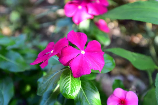 Beautiful Flowers Growing Garden Summer Sunny Day — Stock Photo, Image