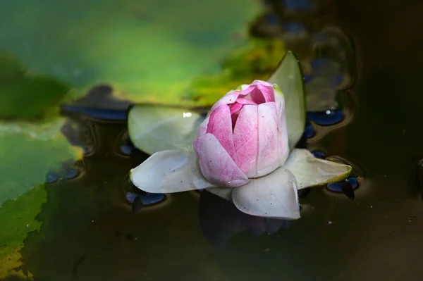 夏の日に池に咲く美しい蓮 — ストック写真