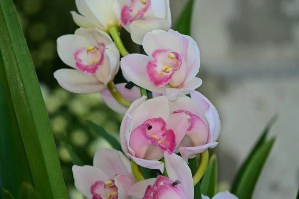 Belles Fleurs Poussant Dans Jardin Journée Ensoleillée Été — Photo