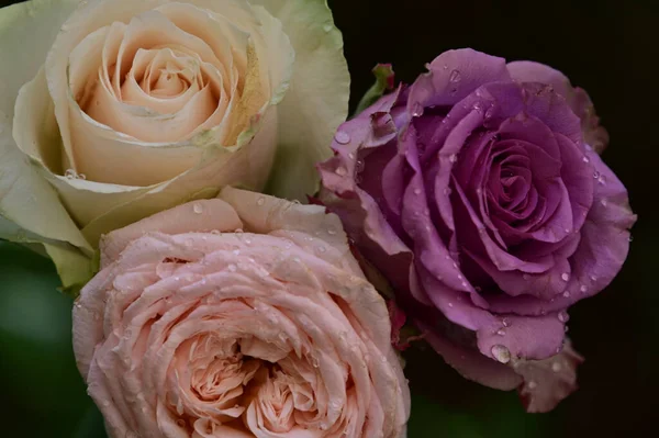 Prachtige Rozen Groeien Tuin Zomer Zonnige Dag — Stockfoto