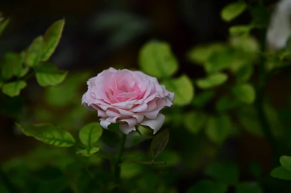Güneşli Bir Günde Bahçede Yetişen Güzel Bir Gül Çiçeği — Stok fotoğraf