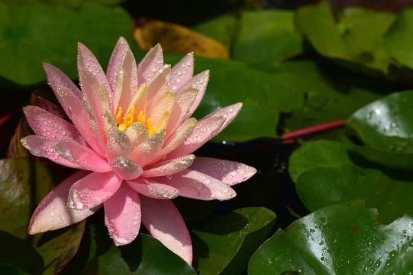 Beautiful Blooming Lotus Growing Pond Summer Day — Stock Photo, Image