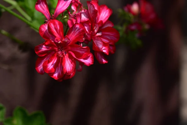 夏日阳光明媚的花园里 盛开着美丽的花朵 — 图库照片