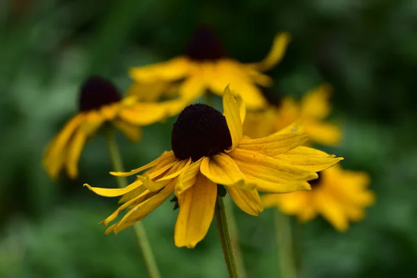 Beautiful Flowers Growing Garden Summer Sunny Day — Stock Photo, Image