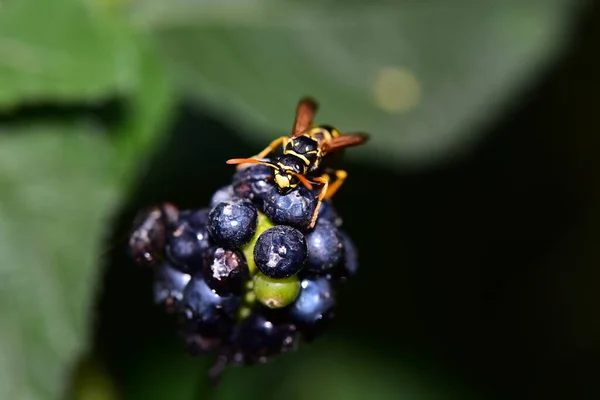 Wasp Ripe Blackberry Close View Summer Concept — Stock Photo, Image