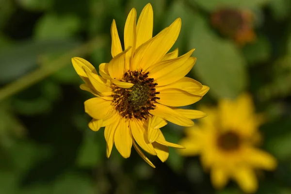 Hermosas Flores Que Crecen Jardín Verano Día Soleado — Foto de Stock