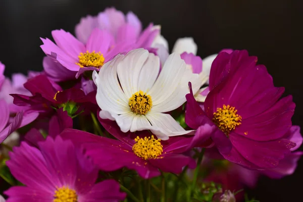 Mooie Bloemen Groeien Tuin Zomer Zonnige Dag — Stockfoto