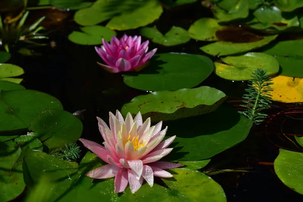 stock image beautiful blooming lotuses growing in pond at summer day