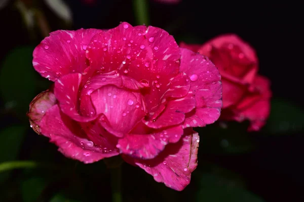 Flores Bonitas Fundo Escuro Conceito Verão Vista Próxima — Fotografia de Stock