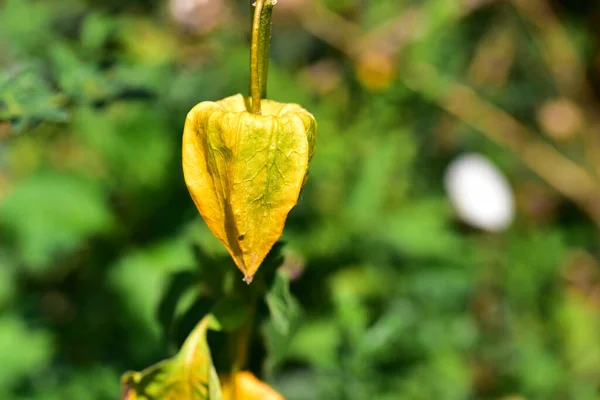 Hermosas Flores Que Crecen Jardín Verano Día Soleado — Foto de Stock