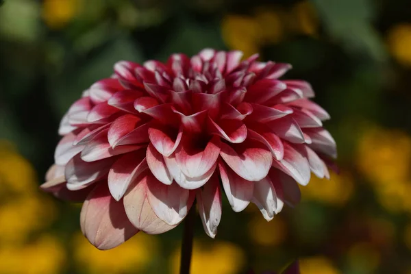 夏日阳光明媚的花园里 盛开着美丽的花朵 — 图库照片