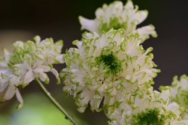 Güneşli yaz gününde bahçede yetişen güzel çiçekler. 